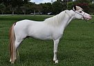 Miniature - Horse for Sale in Fort White, FL 32038 Miniature - Horse for Sale in Fort White, FL 32038