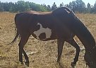 Paint Mare Ellie Mae