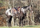 Friesian - Horse for Sale in London, KY 40744 Friesian - Horse for Sale in London, KY 40744