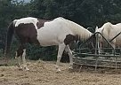 JD - Gelding in Union, WV JD - Gelding in Union, WV