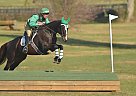 - Gelding in Lexington, KY - Gelding in Lexington, KY