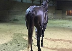 Thoroughbred (Thoroughbred, Mare) in Aurora, IL