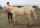 Walker - Stallion in Fullerton, ND Walker - Stallion in Fullerton, ND