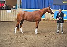 Winner At the Royal Winter Fair Thoroughbred Mare