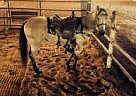 Great Beginner Horse Quarter Horse Mare