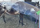 Appaloosa - Horse for Sale in Eaton, IN 47338 Appaloosa - Horse for Sale in Eaton, IN 47338