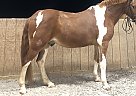 Other Gelding for Sale in Hillsborough, New Jersey Picasso