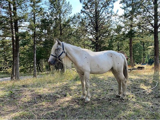 Appaloosa Stallion