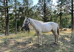 Appaloosa (Appaloosa, Mare) in Kalispell, MT