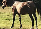 Arabian - Horse for Sale in Woodstock, AL 35111