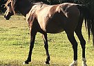 Arabian - Horse for Sale in Woodstock, AL 35111 Arabian - Horse for Sale in Woodstock, AL 35111