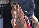 WC Lightning - Gelding in Ottumwa, IA WC Lightning - Gelding in Ottumwa, IA