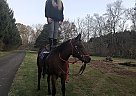 Bombproof Gelding Moe