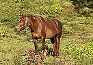 Ellie - Mare in Collins, MS Ellie - Mare in Collins, MS
