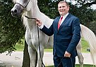 Egyptian Stallion FOR Sale Amin Aljassimya