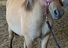 Whiskey - Gelding in Petit-Rocher, NB Whiskey - Gelding in Petit-Rocher, NB
