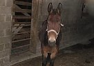 Mule Gelding for Sale in Zumbro Falls, Minnesota Mule Gelding for Sale in Zumbro Falls, Minnesota
