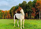 Trooper - Gelding in New PhiladelphiaN, OH Trooper - Gelding in New PhiladelphiaN, OH
