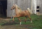 Saddlebred - Horse for Sale in Onslow, IA 52321