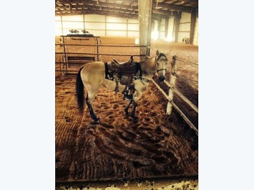 Great Beginner Horse