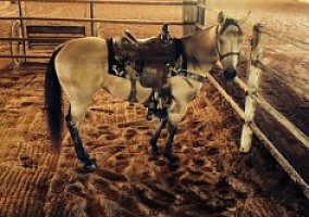 Quarter Horse (Quarter Horse, Mare) in Pelzer, SC