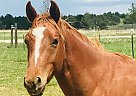 Kahuku - Gelding in RAMAH, CO Kahuku - Gelding in RAMAH, CO