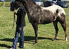 Pony of the Americas Gelding for Sale in Loami, Illinois Pony of the Americas Gelding for Sale in Loami, Illinois