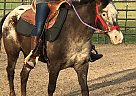 Pony of the Americas Gelding for Sale in Loami, Illinois Pony of the Americas Gelding for Sale in Loami, Illinois