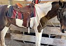 Dixie - Mare in Collins, MS Dixie - Mare in Collins, MS