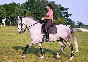 Warmblood (Warmblood, Stallion) in Loganville, GA