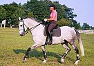 Swedish Warmblood - Horse for Sale in Loganville, GA 30052