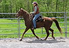 TWH 13yr Gelding Rain