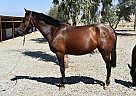 Andalusian - Horse for Sale in Bakersfield, CA 93308