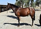 Andalusian - Horse for Sale in Bakersfield, CA 93308 Andalusian - Horse for Sale in Bakersfield, CA 93308