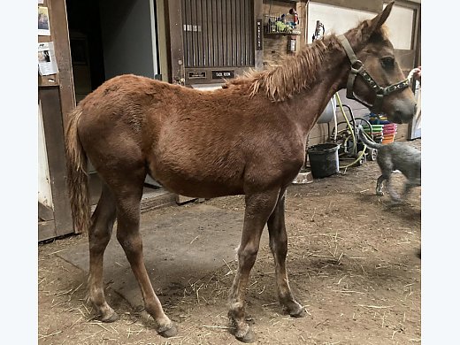 2023 Filly
