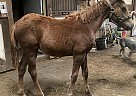 Quarter Horse - Horse for Sale in Duluth, MN 55803 Quarter Horse - Horse for Sale in Duluth, MN 55803