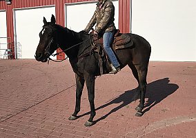 Thoroughbred (Thoroughbred, Mare) in Indianola, IA