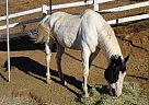Big Beautiful Paint Mare for Sal... Paint Mare