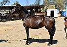 Andalusian - Horse for Sale in Bakersfield, CA 93308