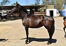 Andalusian - Horse for Sale in Bakersfield, CA 93308 Andalusian - Horse for Sale in Bakersfield, CA 93308