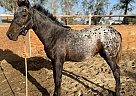 Appaloosa - Horse for Sale in Bakersfield, CA 93308