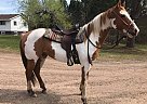 Paint - Horse for Sale in Duluth, MN 55803 Paint - Horse for Sale in Duluth, MN 55803