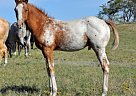 Appaloosa - Horse for Sale in New England, ND 58647 Appaloosa - Horse for Sale in New England, ND 58647