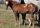 Appaloosa - Horse for Sale in New England, ND 58647