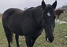 Quarter Horse - Horse for Sale in Duluth, MN 55803 Quarter Horse - Horse for Sale in Duluth, MN 55803