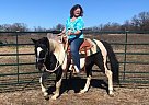Paint - Horse for Sale in Hubbard, TX 76648