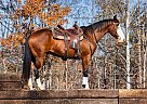 Cowboy - Gelding in Mount Airy, NC Cowboy - Gelding in Mount Airy, NC
