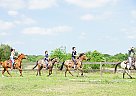 Quarter Pony - Horse for Sale in Washington, TX 77880