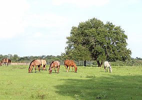 Quarter Pony (Quarter Pony, Mare) in Washington, TX