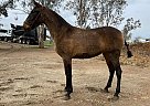 Andalusian - Horse for Sale in Bakersfield, CA 93308 Andalusian - Horse for Sale in Bakersfield, CA 93308